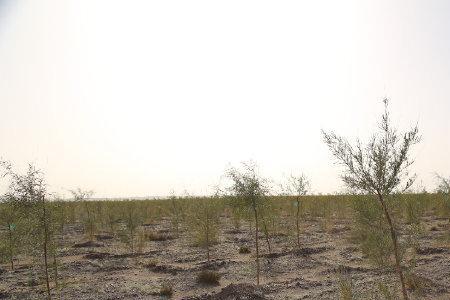 一排排小树苗整整齐齐像