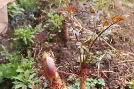 四川刺龙包的正宗做法