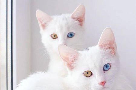 异瞳猫一般都是母猫吗