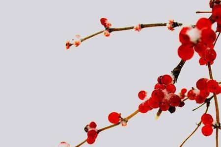 唐艺是红豆吗