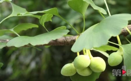 银杏是国家几级保护植物