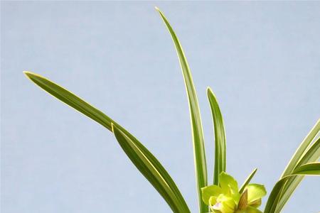 绿云标准版和商务版哪个好用
