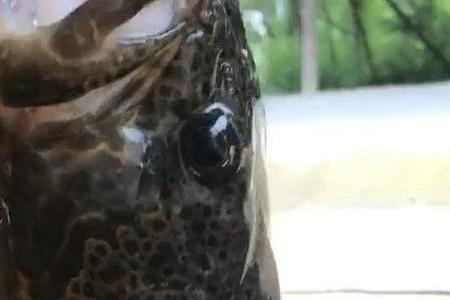 七月中旬斑鳜在激流里吗