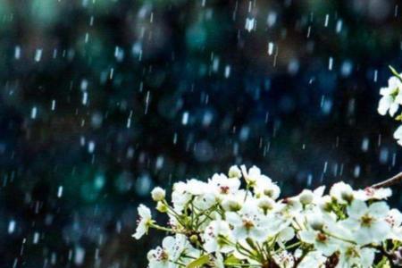 等一场好雨诗句