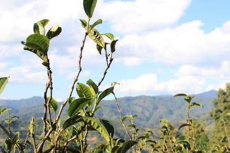 小杜鹃留叶种植吗