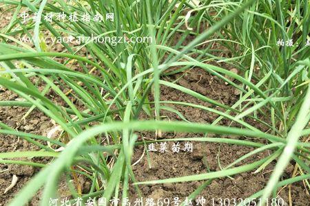 种韭菜籽盖塑料膜还扎眼吗