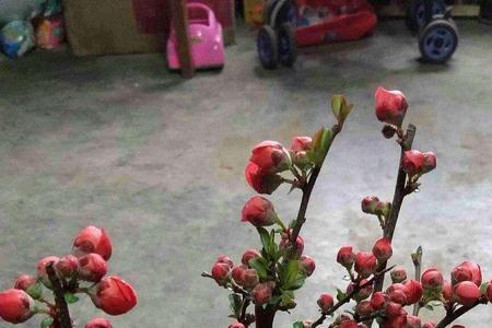 长寿冠海棠冬天怎么养