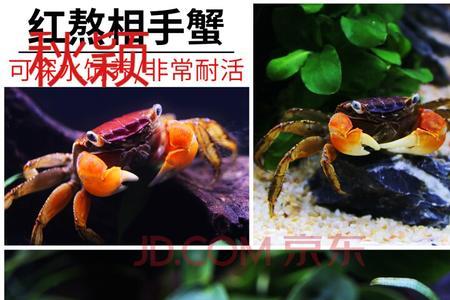 鱼缸最好养的螃蟹