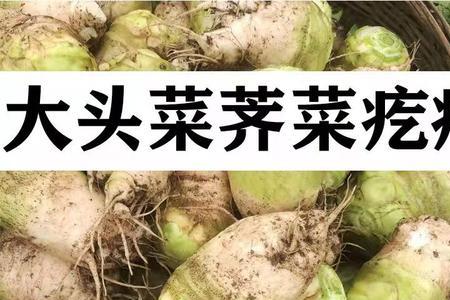 芥菜疙瘩为什么要泡24小时