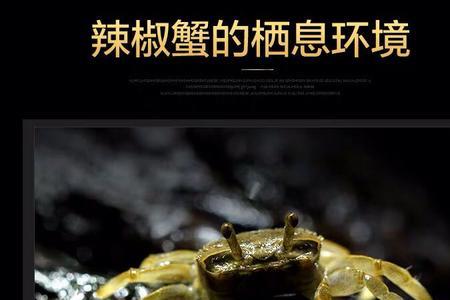 将军蟹能长多大