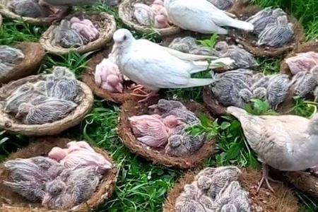 养斑鸠需要办什么证