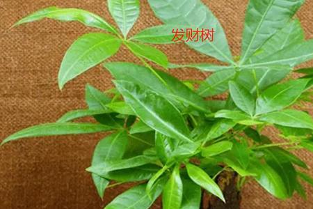 北方室内最好养的植物排名