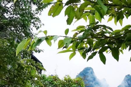 尖峰岭负氧离子和巴马哪个高