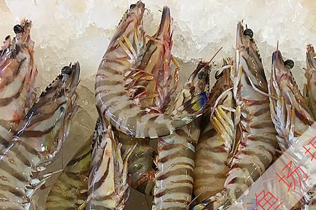 斑马虾是养殖的吗
