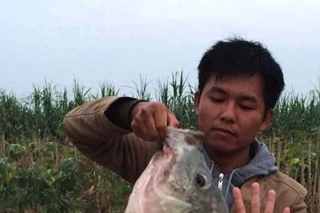 水浑浊可以路亚罗非吗