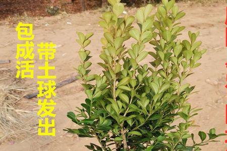 地栽小叶黄杨养殖方法