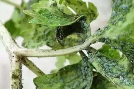芹菜有白虫怎么处理