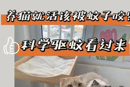 养猫点蚊香的正确方法