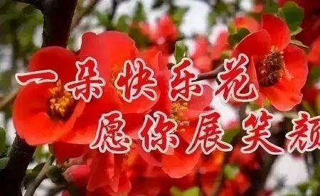 呵护你什么意思