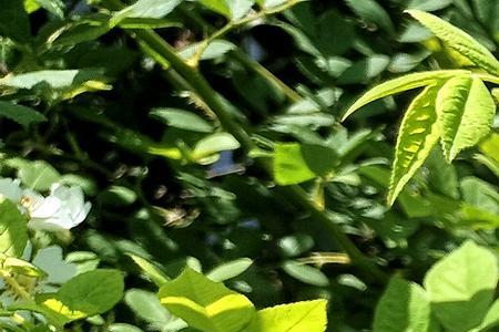 采野蔷薇是什么意思