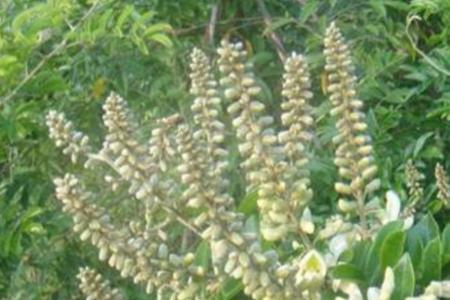 小叶牛大力开花什么颜色