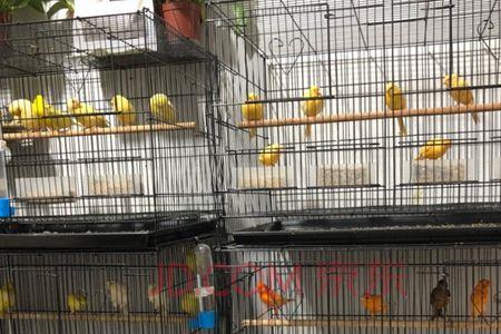玉鸟一天喂几次
