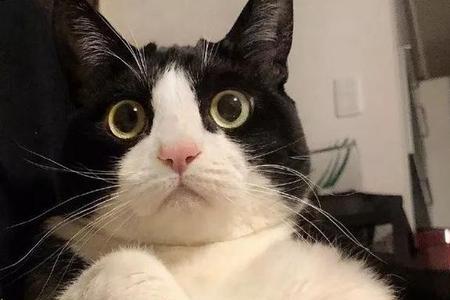 奶牛猫的性格特点母猫