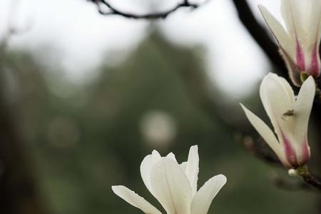 上世纪20年代的上海市花