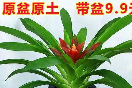 小红星怎么水培