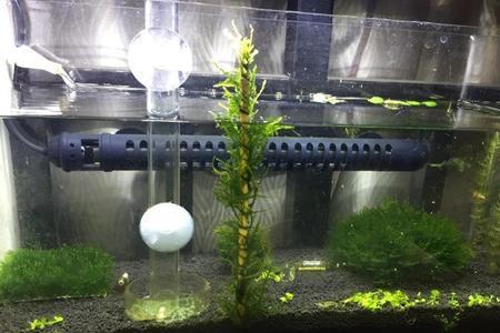 赫根水晶虾怎么用