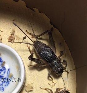 东北家中常见的虫子