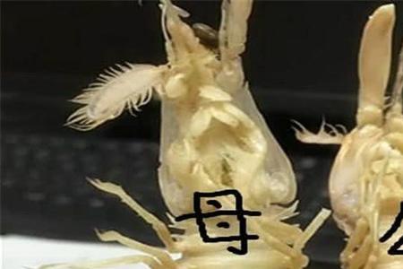 皮皮虾创始人