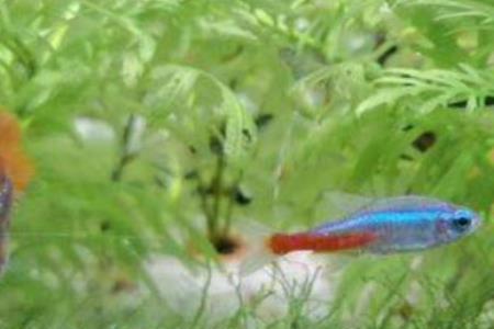 孔雀鱼用定期杀菌灯吗