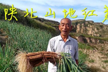 红葱吃的是叶还是根