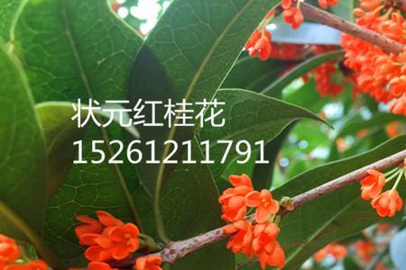 桂花状元红与普通桂花区别