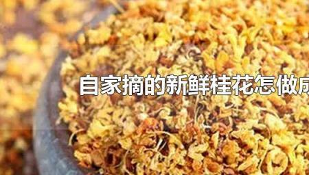 桂花阴干为什么会变色