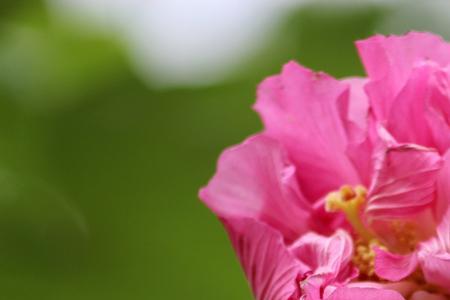 芙蓉花可以露养吗