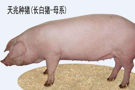 什么是大白母猪