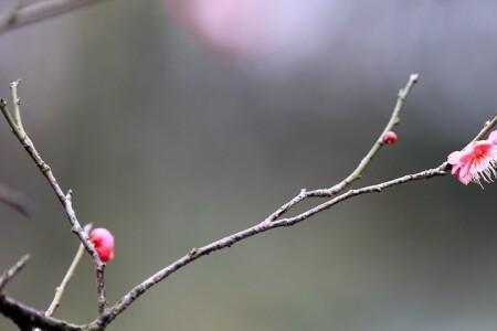 迎春花和梅花谁占了东风笫一枝