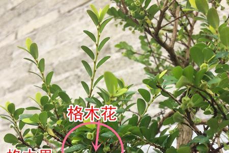 山格木怎么移栽