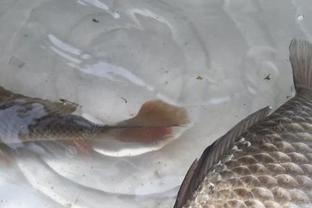 鲤鱼为什么有鲫鱼的线