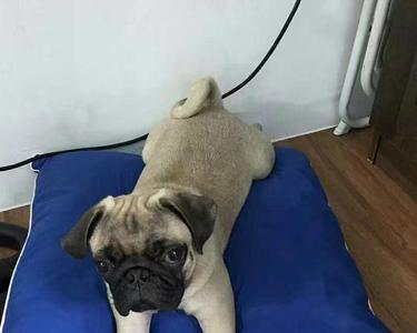 巴哥犬长的有点大是不是串