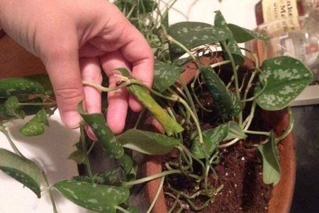 可可盆栽种植方法