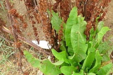 野菠菜和大青叶的区别