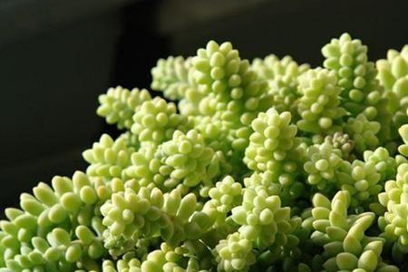 雪花玉缀多肉会褪色吗