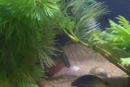 鳑鲏会饿死吗