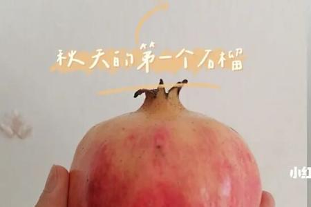 秋燕石榴介绍