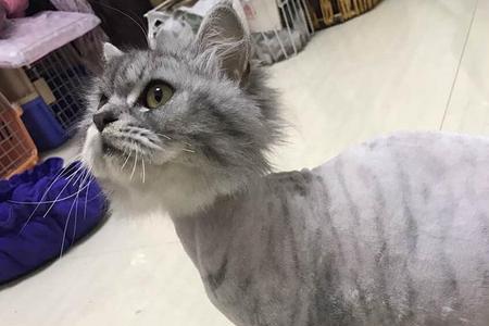 猫毛变色什么原因