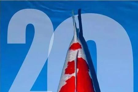 锦鲤一年长多少斤