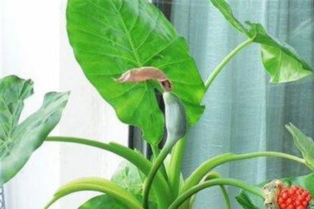 滴水观音开花能吃吗